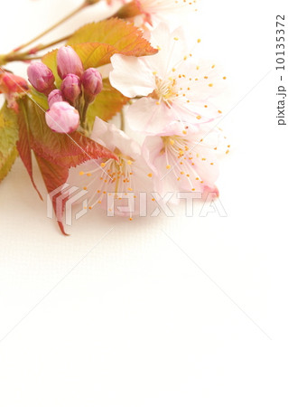 桜の花 桜の花 10135372