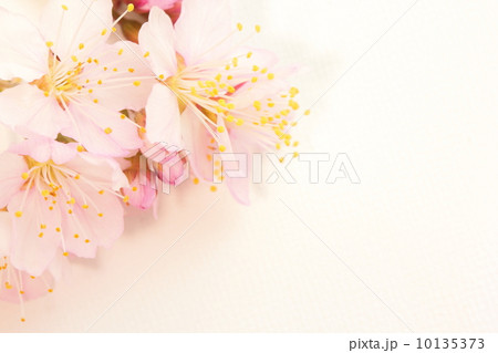 桜の花 10135373