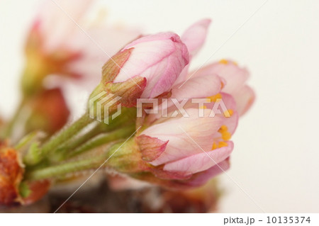 桜のつぼみ 10135374