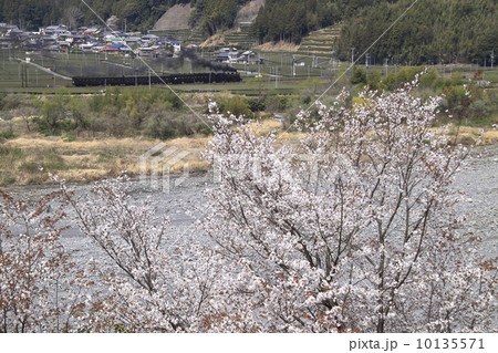 春の大井川鉄道ＳＬ 10135571