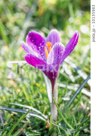 Crocus blooming in the meadow. Small Depth of Field (DOF) Crocus blooming in the meadow. Small Depth of Field (DOF) 10135983
