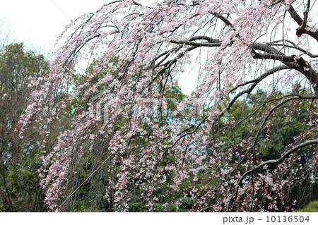 枝垂れ桜 枝垂れ桜 10136504