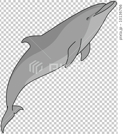 手海豚 手海豚 10136766