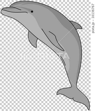 手海豚 10136767