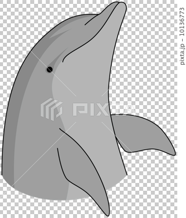 手海豚 手海豚 10136773