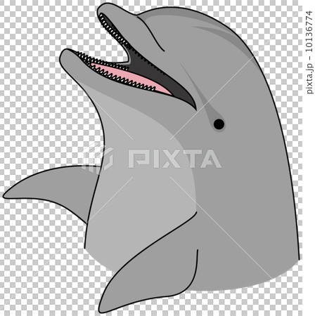 手海豚 手海豚 10136774