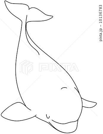 ベルーガのイラスト素材