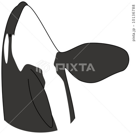 シャチ シャチ 10136788