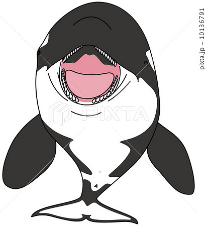 シャチのイラスト素材 [10136791] - PIXTA