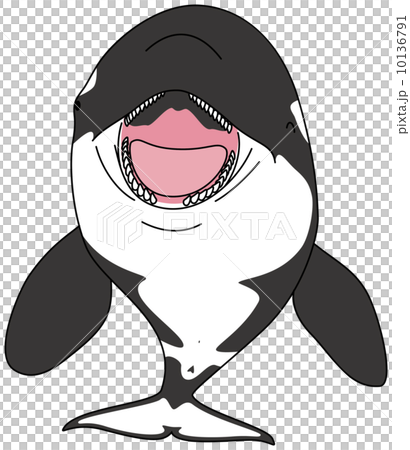 シャチのイラスト素材 [10136791] - PIXTA