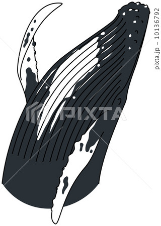 ザトウクジラ 10136792