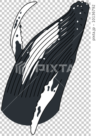 ザトウクジラ 10136792