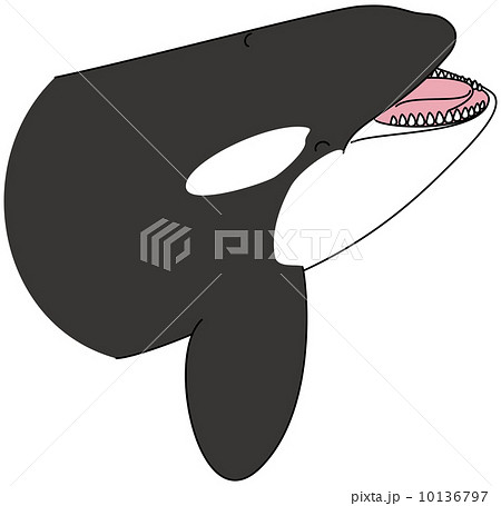 シャチ シャチ 10136797