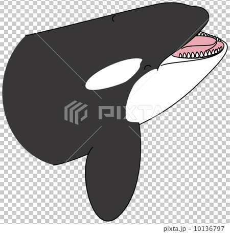 シャチ シャチ 10136797