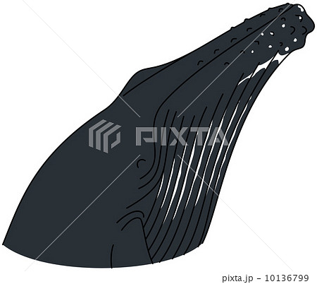 ザトウクジラ 10136799