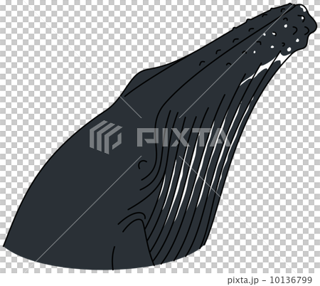 ザトウクジラ 10136799