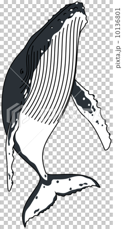 ザトウクジラ 10136801