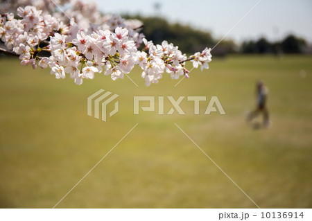 桜 桜 10136914