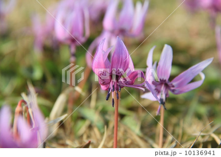 かたくりの花 10136941