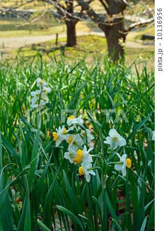 旧芝離宮恩賜庭園・ニホンスイセン ヒガンバナ科 旧芝離宮恩賜庭園・ニホンスイセン ヒガンバナ科 10136956