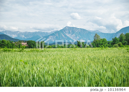 Field of spring grass and mountains 10136964