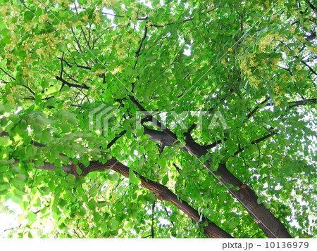 Green linden branches in the blossom 10136979