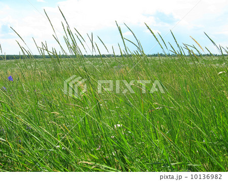 Big green grassland 10136982