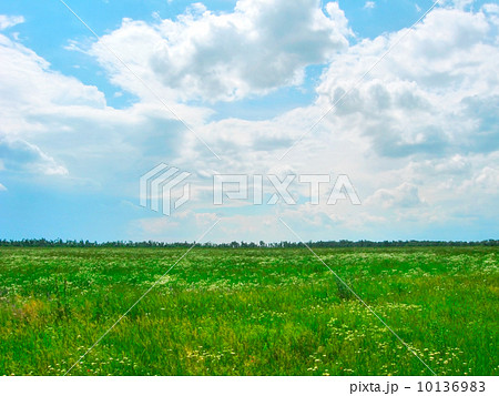 Green field in summertime 10136983