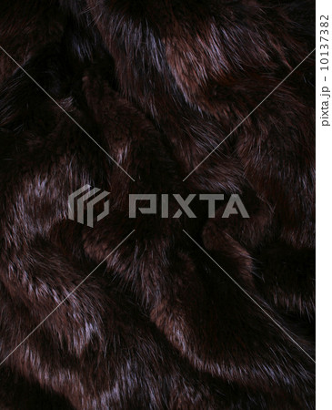 The  brown fur of a beaver 10137382
