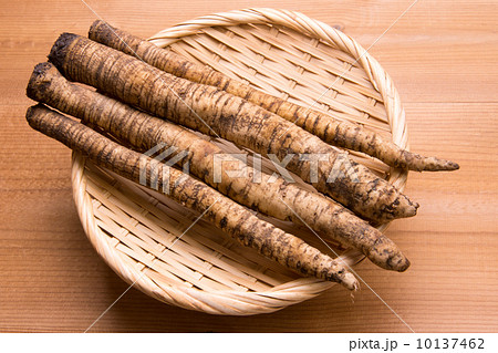 住山ごぼう 10137462