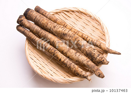 住山ごぼう 10137463