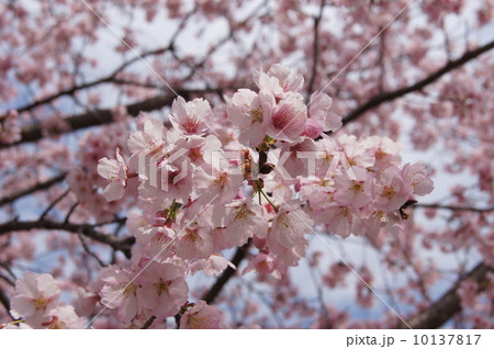 安行寒桜2014 大寒桜 アップ 安行寒桜2014 大寒桜 アップ 10137817