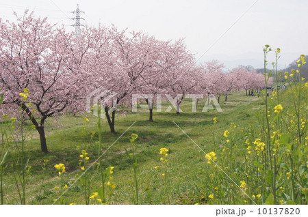 安行寒桜2014 桜並木 土手 菜の花 安行寒桜2014 桜並木 土手 菜の花 10137820