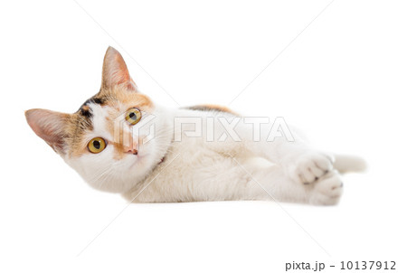 Malaysian short haired cat lying Malaysian short haired cat lying 10137912