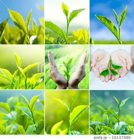 Tea leaves Tea leaves 10137986