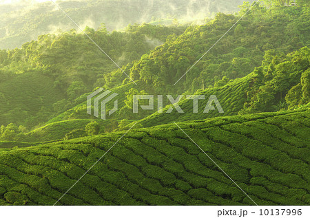 Tea plantation Tea plantation 10137996