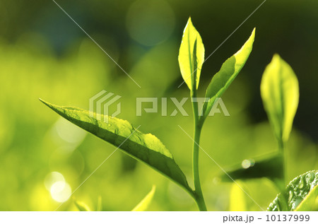 Tea Leaf 10137999