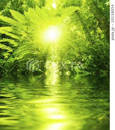Tropical forest and river 10138054