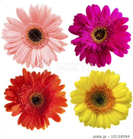 Gerbera Gerbera 10138094