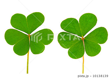 Three Leaf Clover 10138139