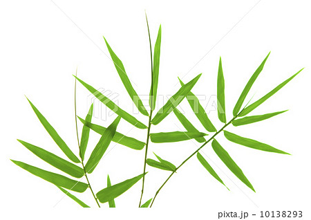 Bamboo leaves Bamboo leaves 10138293