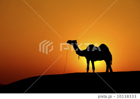 Desert landscape Desert landscape 10138333