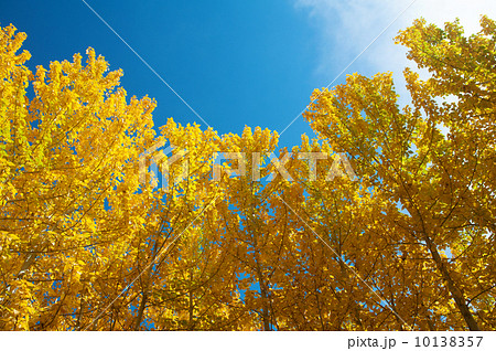 View of Fall Aspen Trees 10138357