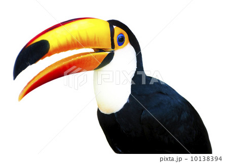 Beautiful Toucan 10138394