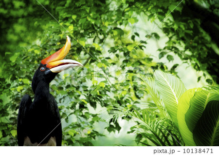 Hornbill 10138471