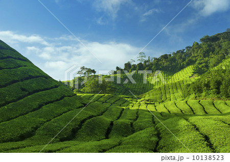 Tea Plantations 10138523
