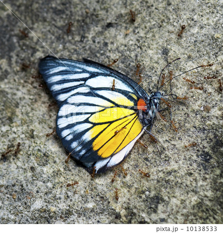 Dead butterfly Dead butterfly 10138533