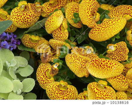 カルセオラリア カルセオラリア 10138616