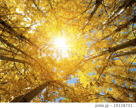 Fall Aspen Trees 10138731