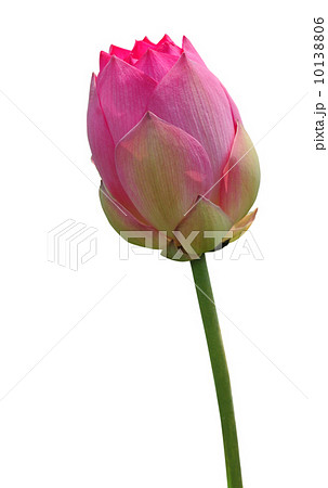 Pink lotus 10138806